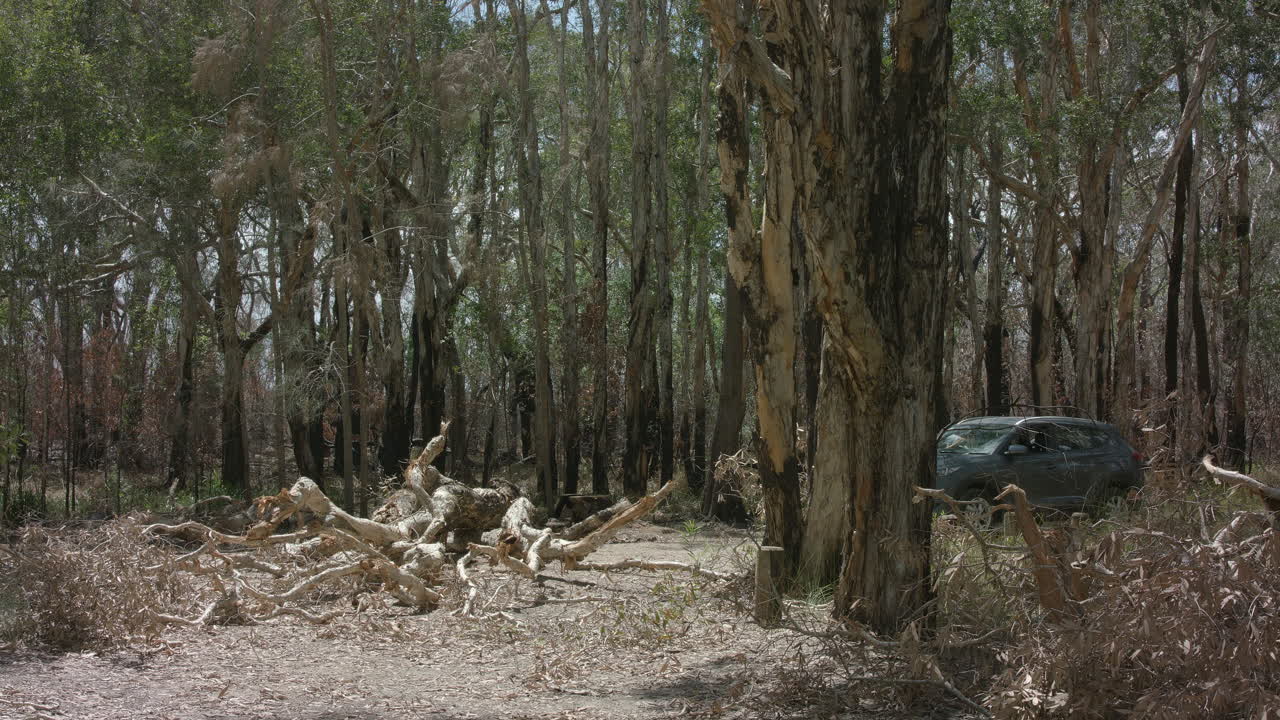 Wide of man getting out of car and raging at a fallen tree blocking his car