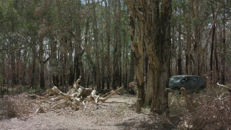 Wide-of-man-getting-out-of-car-and-raging-at-a-fallen-tree-blocking-his-car