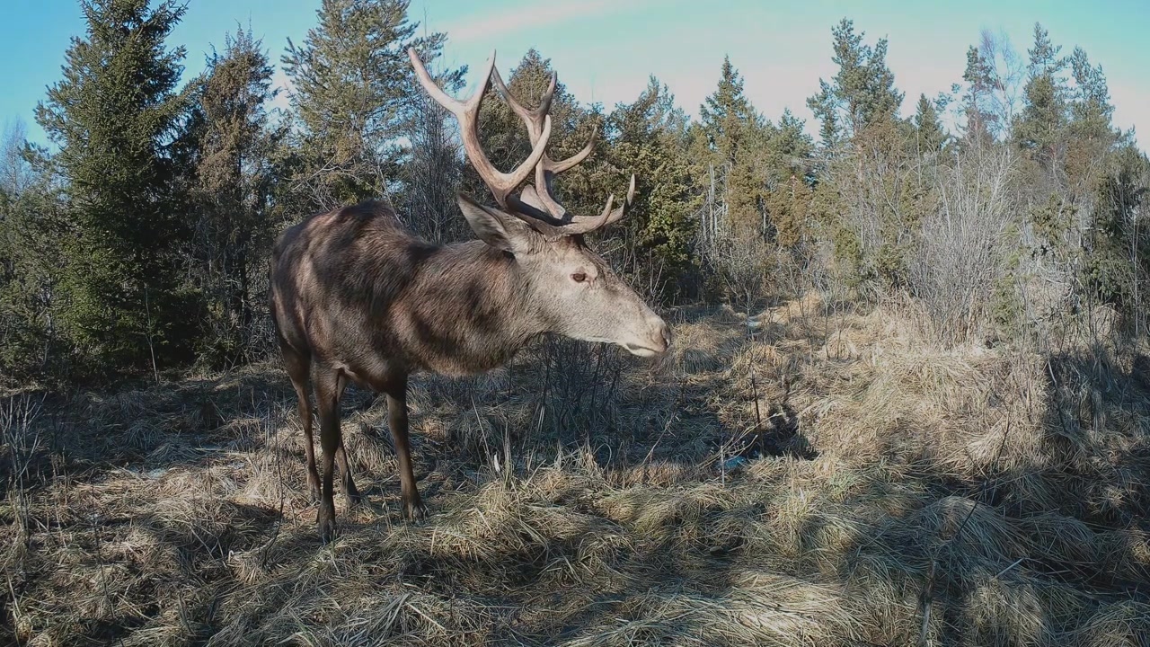 Hannhjort (Cervus elaphus) spiser tørt gress og kommer deretter for å snuse på kameraet