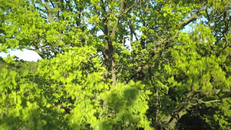 drone is descending from a crown of a tree alongside mighty branches