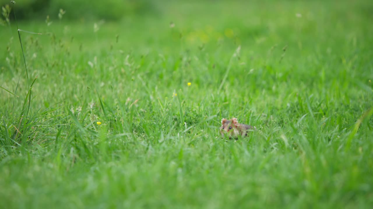 Europeisk hamster vänder sig helt om och avslutar med en direkt blick i kameran