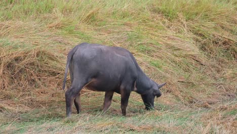 Water-Buffalo,-Bubalus-bubalis,-4K-Footage