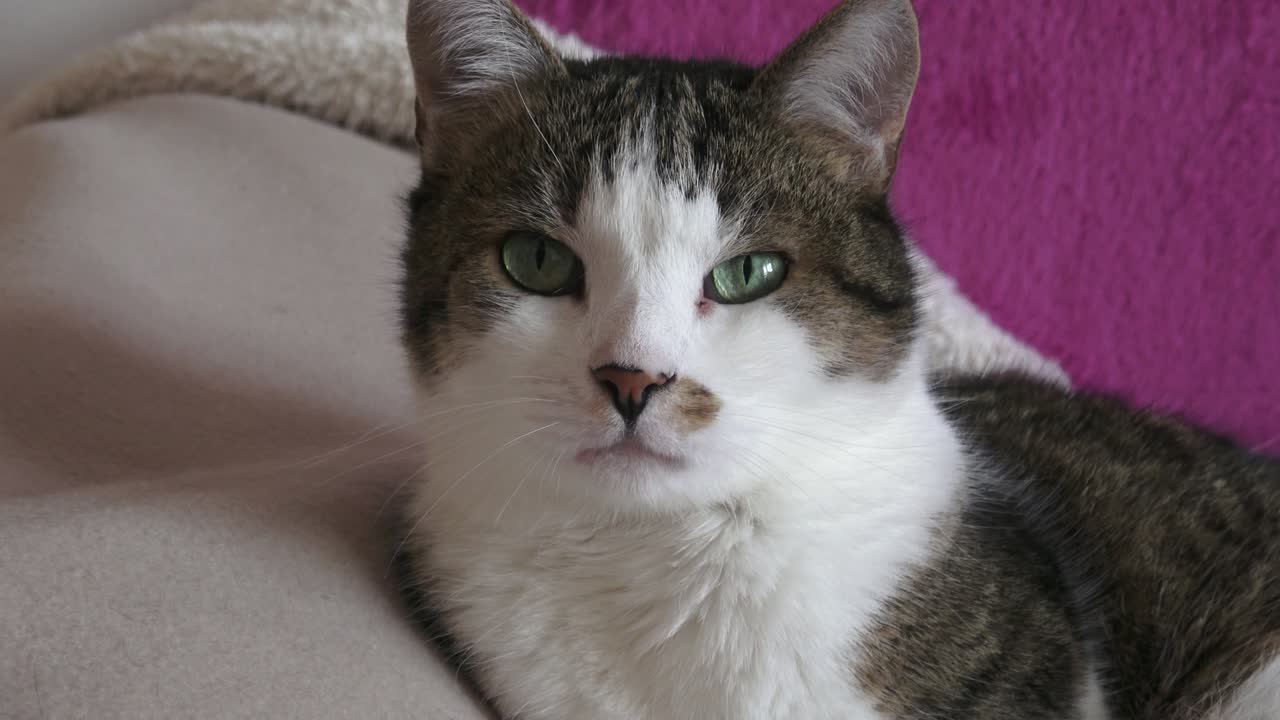 소파에 누워있는 고양이의 초상화.