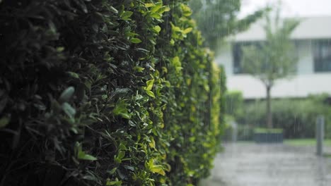 rain falling on a green hedge with a house in the background