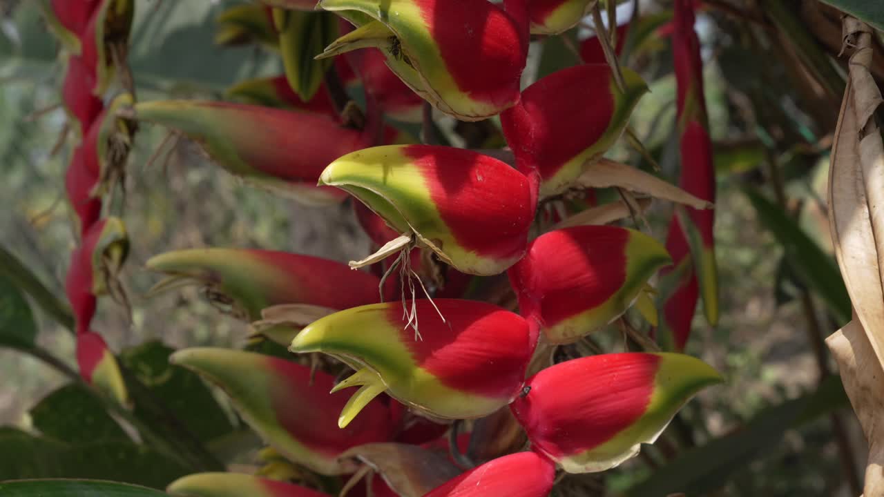 Heliconia flower tropical plant lobster claw parrot exotic nature up-close