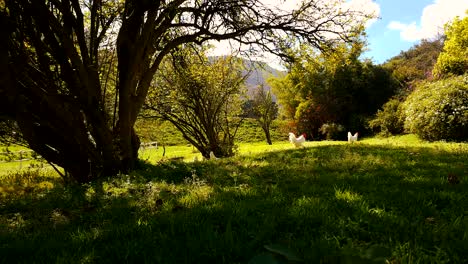 Weiße-Hühner-Laufen-An-Einem-Schönen-Sommertag-Durch-Ein-Feld