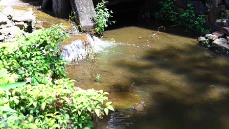 static video of a common snapping turtle swimming in a pond in the old mill little rock, arkansas