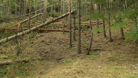 árboles talados debido a la tormenta en el bosque 4k