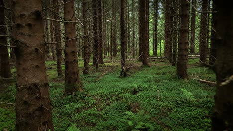 dark pine forest