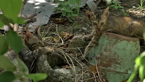 Dos-Gatos-Juveniles-Juguetones-Tomando-Un-Descanso-De-La-Búsqueda-De-Alimento