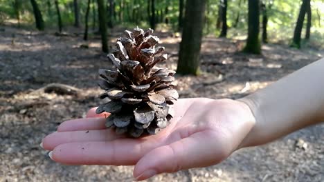 Woman holding conifer cone in her hand in deep forest on an early autumn sunny day