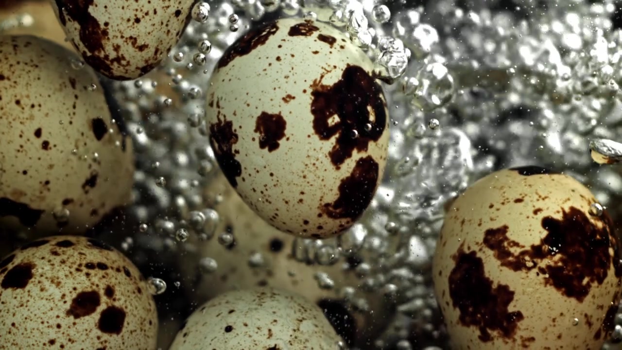 Speckled Quail Eggs Cooking in Boiling Water