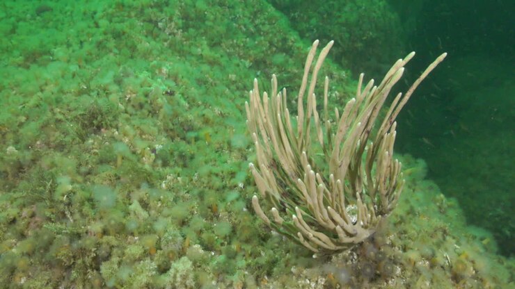 Guanto di sirena durante un'immersione subacquea nell'Oceano Atlantico settentrionale.