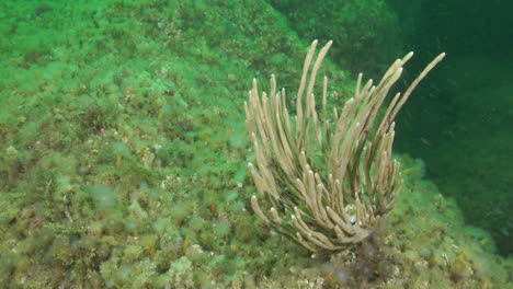 guante de sirena mientras bucea en el océano atlántico norte