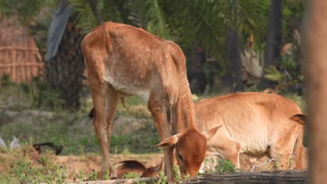 Vaca-Cordero-árbol--jugar--relajarse--comer