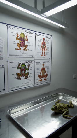 frog anatomy posters and specimen