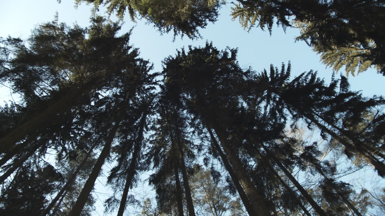 Dizziness, looking upwards at pine trees in forest, spinning around