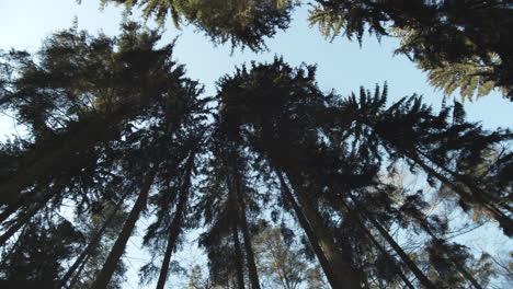 Dizziness,-looking-upwards-at-pine-trees-in-forest,-spinning-around