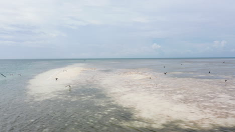 low flight above shallow water surface along sea coast