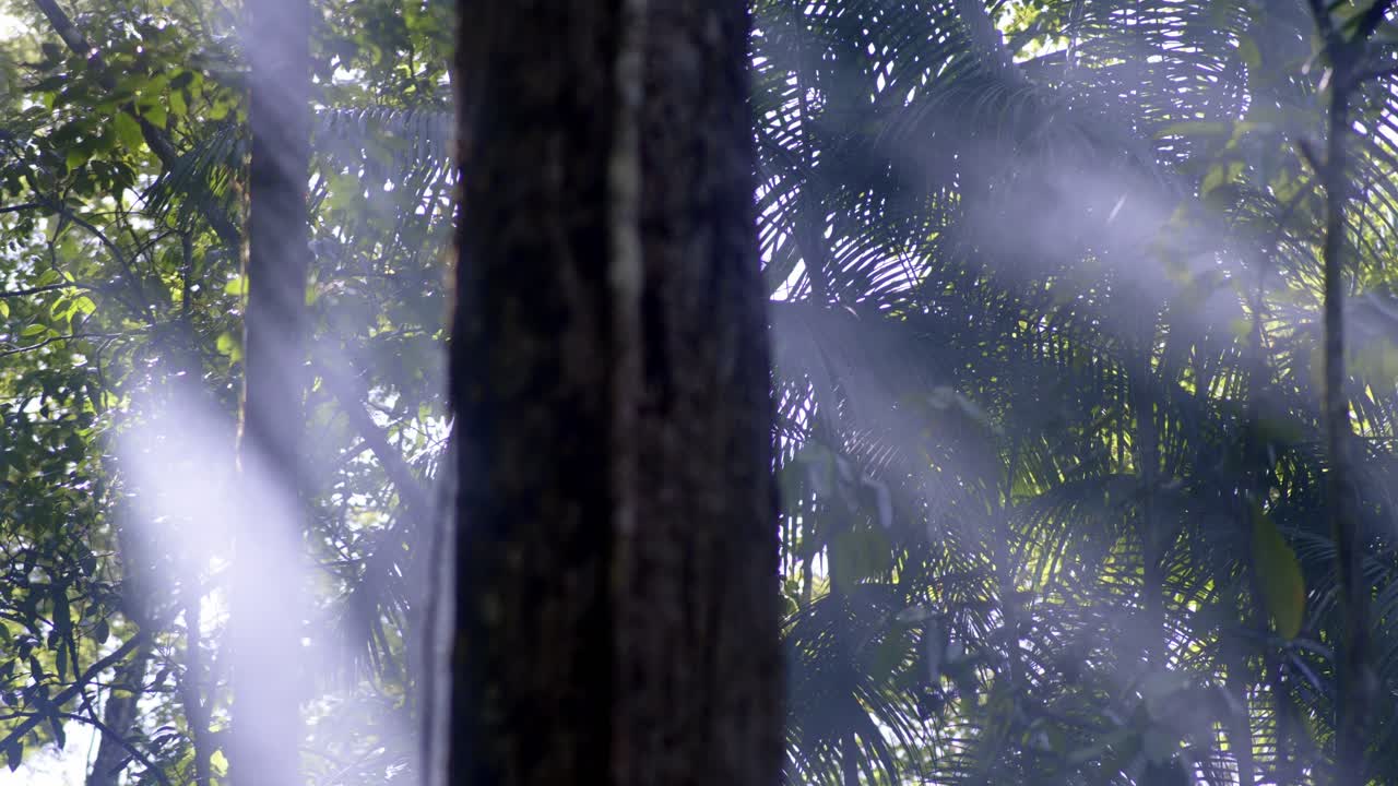 Sunrays shining between trees, white smoke on foreground, amazone rain forest
