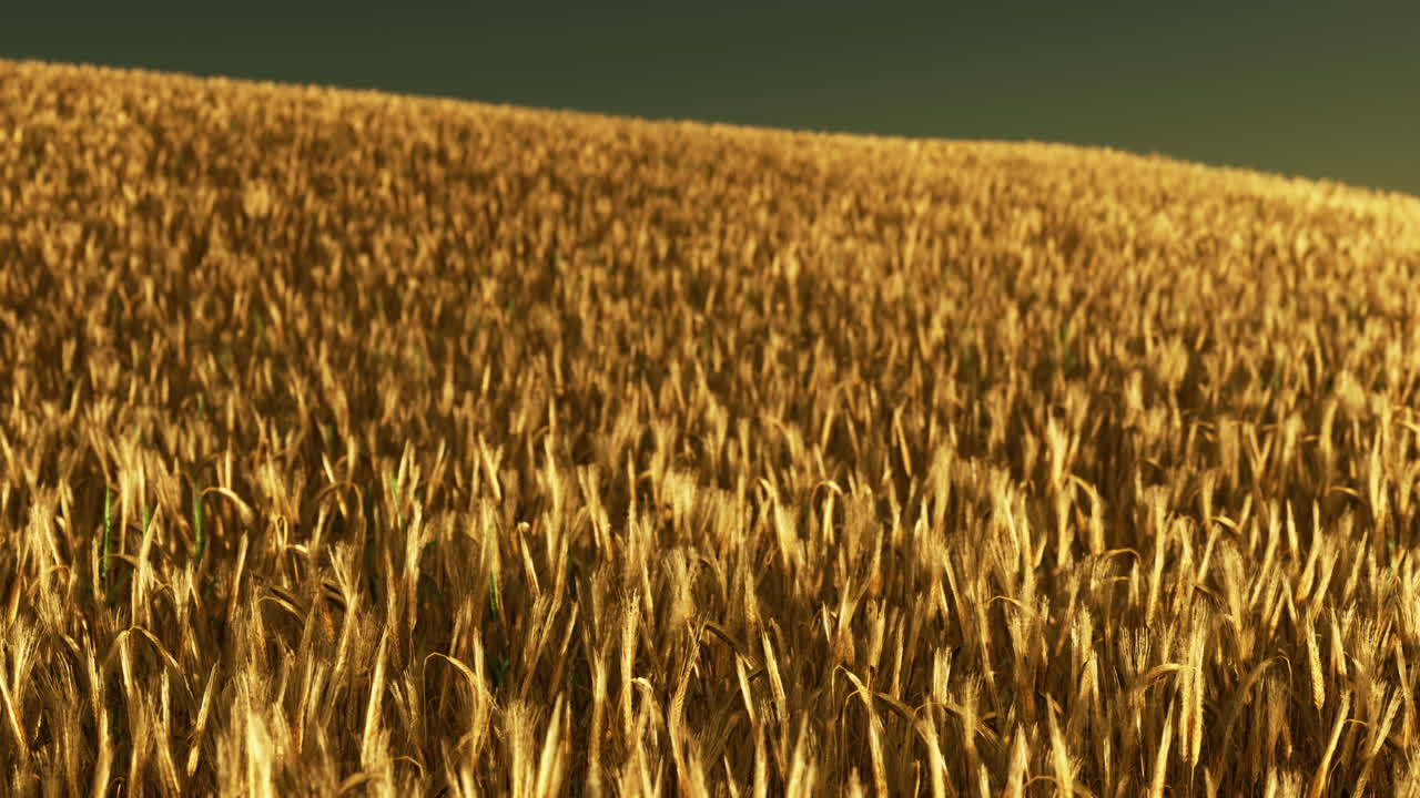 las orejas de centeno madurando en un campo