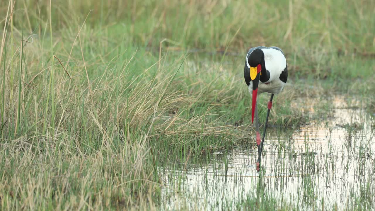 보츠와나 콰이 강 얕은 곳에서 안장부리 황새 낚시