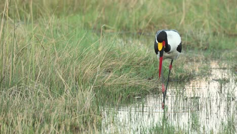 Ein-Sattelschnabelstorch,-Der-In-Den-Seichten-Des-Flusses-Khwai,-Botswana,-Fischt