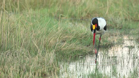 una cigüeña de pico de silla pescando en las aguas poco profundas del río khwai, botswana