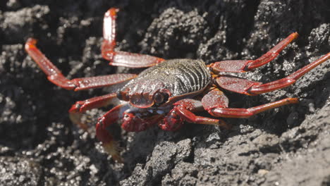 Primer-Plano-De-Cangrejos-Rojos-En-Las-Rocas