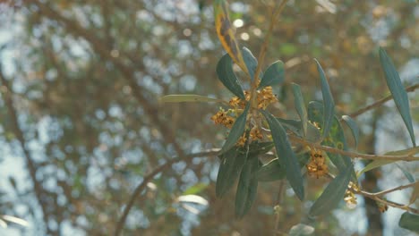 árbol de olivo en flor primavera hojas iluminadas por el sol 4k