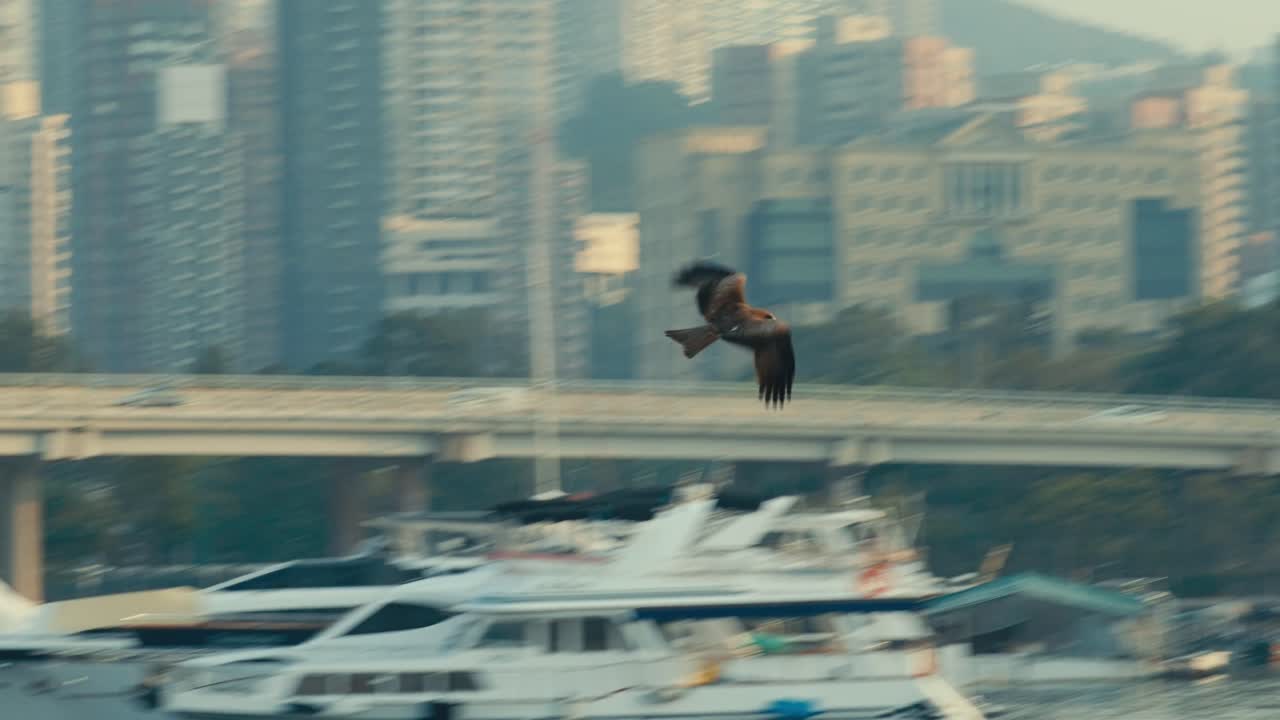 都市のスカイラインを背景に香港の港上空で狩りをして急降下するトビ (1)
