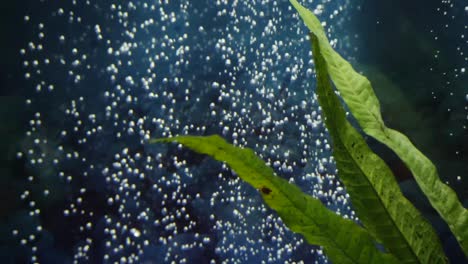 plantas vivas en acuario limpio con burbujas