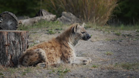 wild hyana rests near the forest, where trees are cut down.