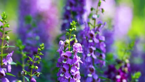 flores púrpuras vibrantes en un jardín exuberante
