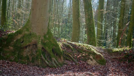 German-forest-in-late-winter