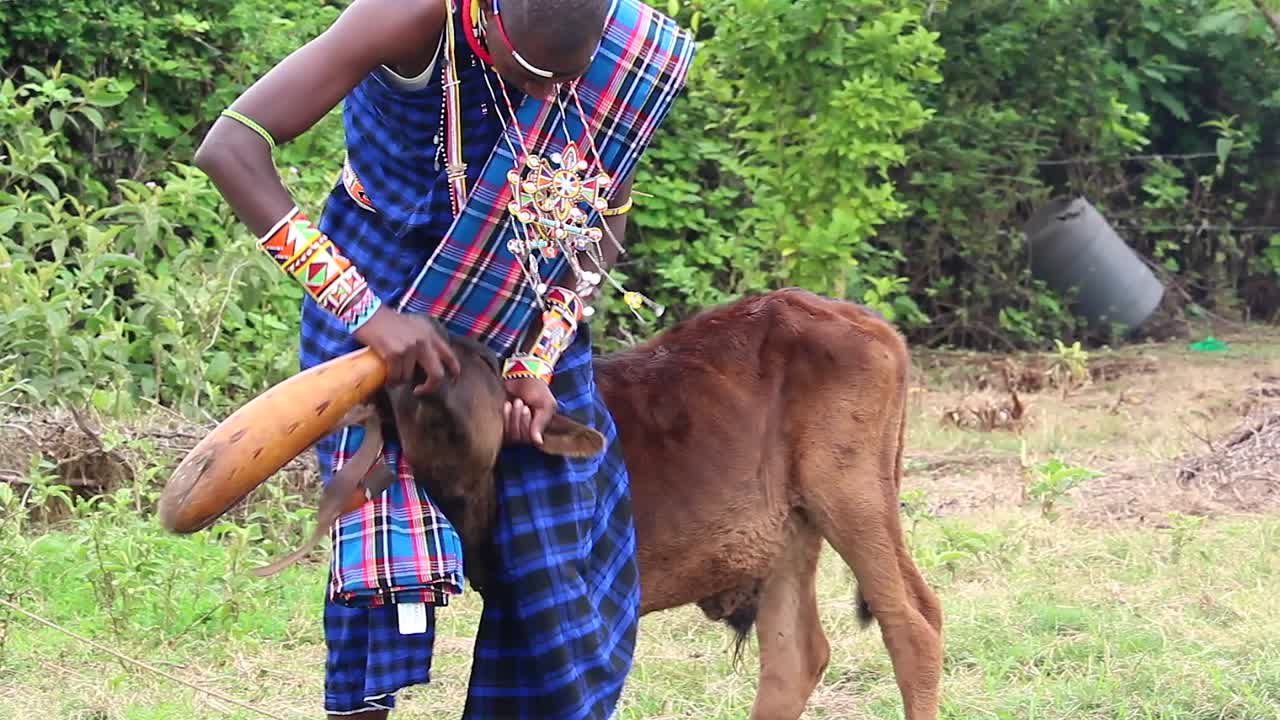Allevatore Maasai che nutre un piccolo vitello
