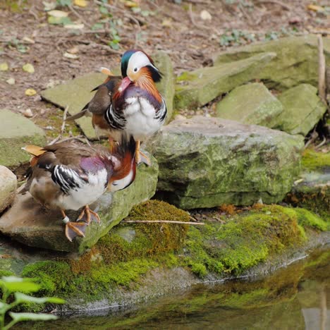 mandarin duck carefully cleans feathers 2