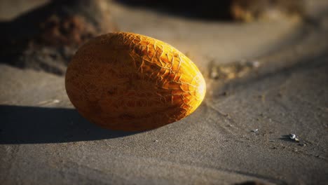 melón del desierto en la playa de arena