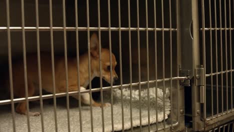 pequeño perro en una jaula en los veterinarios