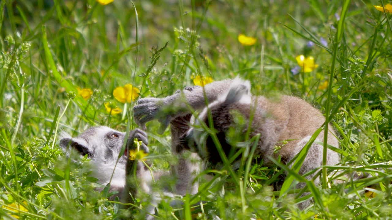 여름 동안 푸른 잔디밭에서 싸우고 즐거운 시간을 보내는 달콤한 여우원숭이 새끼들