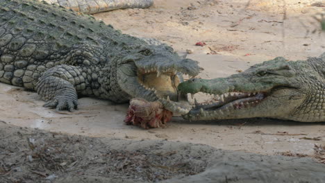 two crocodiles with one piece of meat