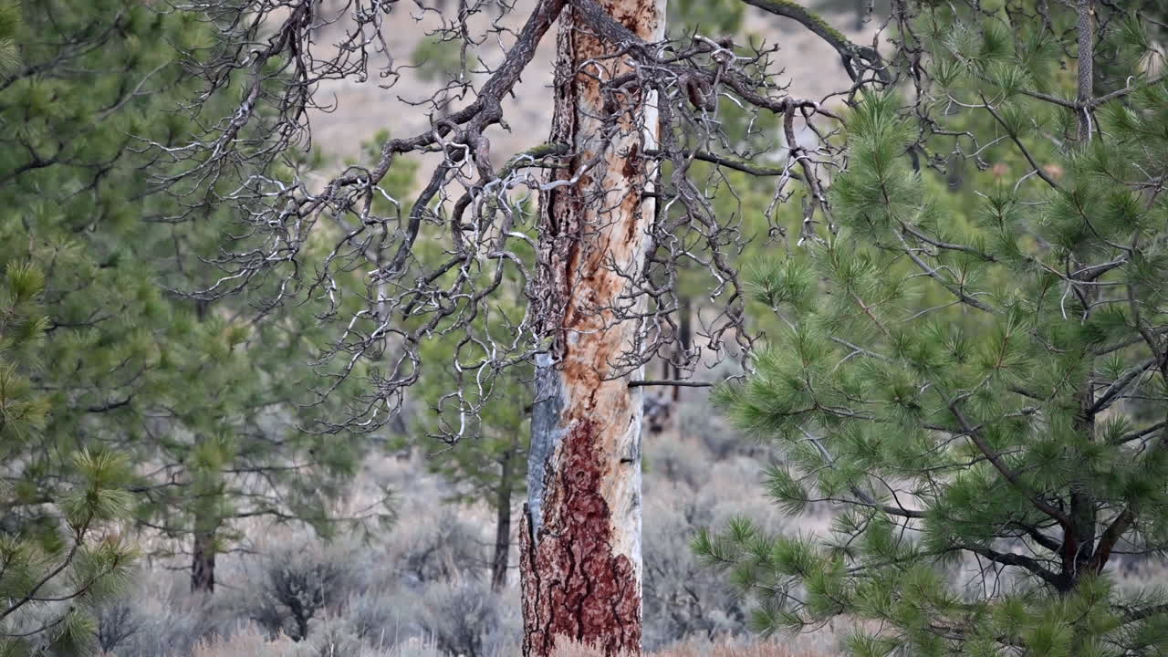 Kamloops Majesty: Solitary Pine Graces Lac du Bois Grasslands