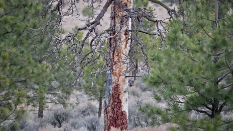 kamloops majesty: solitary pine graces lac du bois grasslands