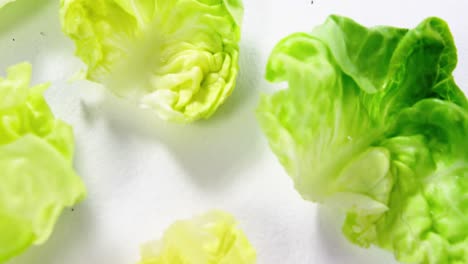 close-up of lettuce