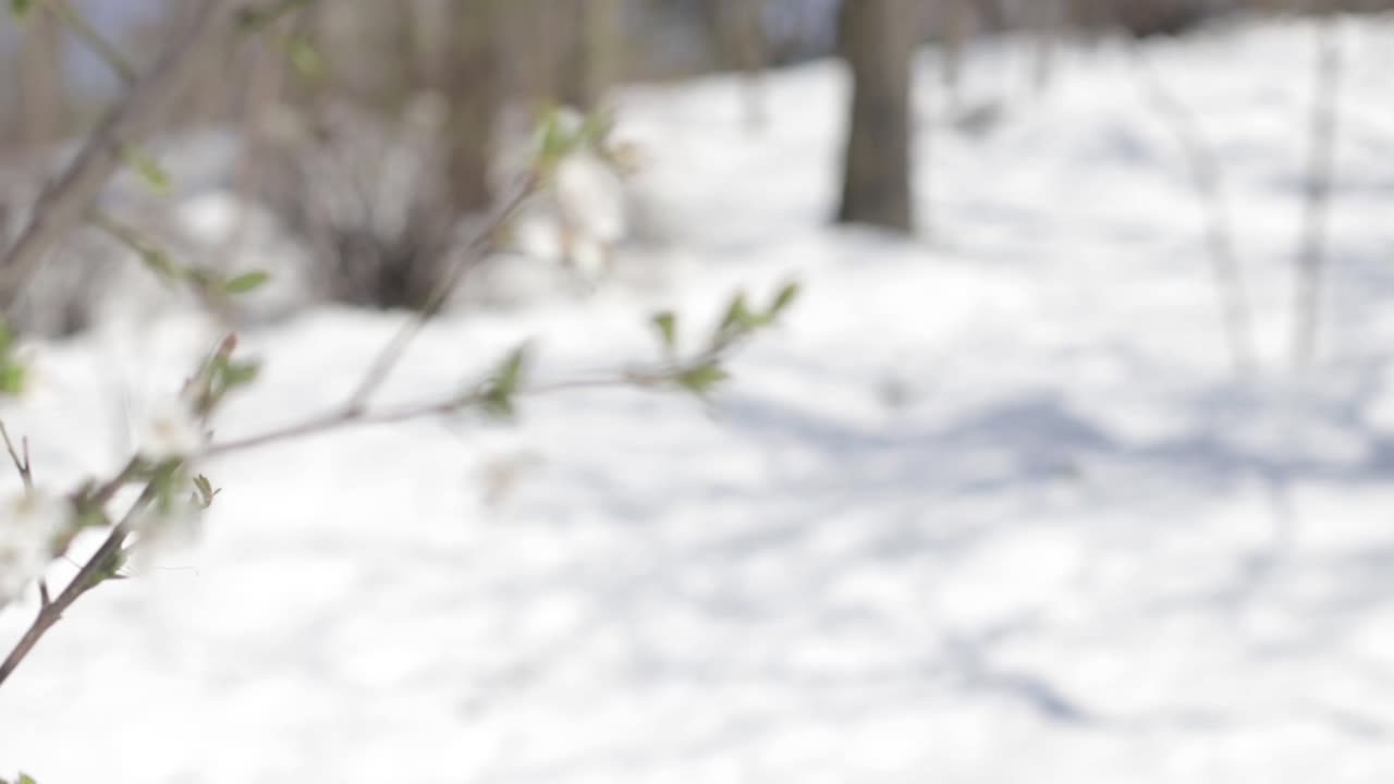 겨울 랙 포커스에 흰 꽃