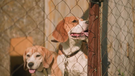 two dogs behind chain-link fence under sunny outdoor setting near weathered wooden door, both looking tired and panting, rustic building background with warm sunlight