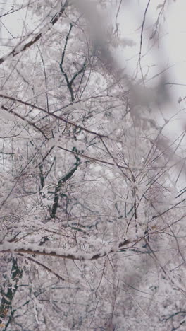 motion along park trees covered with snow view through long trembling branches against grey sky close view
