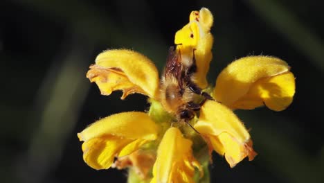 Abeja-Recogiendo-Polen-De-Una-Flor-Amarilla