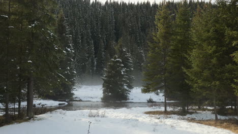 a calm mountain river flows through fir forests in the winter season, with a touch of fog and sunlight