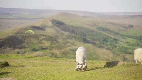 handheld shot of lamb grazing on grass on top of mam tor, castleton, peak district, england